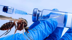 El trabajo de especialistas del CONICET comprobó que esa alteración genética explica la resistencia de los mosquitos Aedes aegypti a los insecticidas. El trabajo de especialistas del CONICET comprobó que esa alteración genética explica la resistencia de los mosquitos Aedes aegypti a los insecticidas.