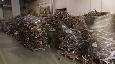 El allanamiento fue realizado en el marco de la lucha contra la cacería de fauna silvestre. El allanamiento fue realizado en el marco de la lucha contra la cacería de fauna silvestre.