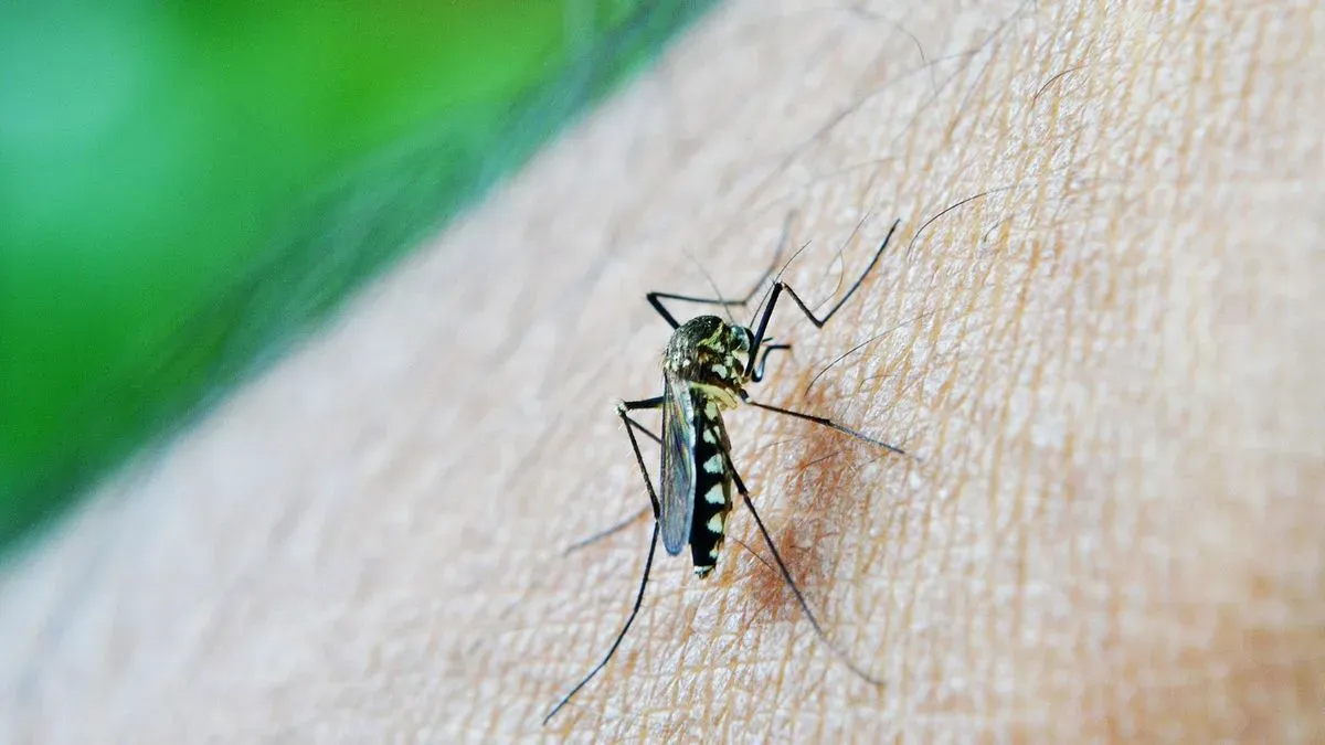 Dengue en Argentina: ¿las personas que viven en pisos altos tienen menos  riesgo de contagiarse?