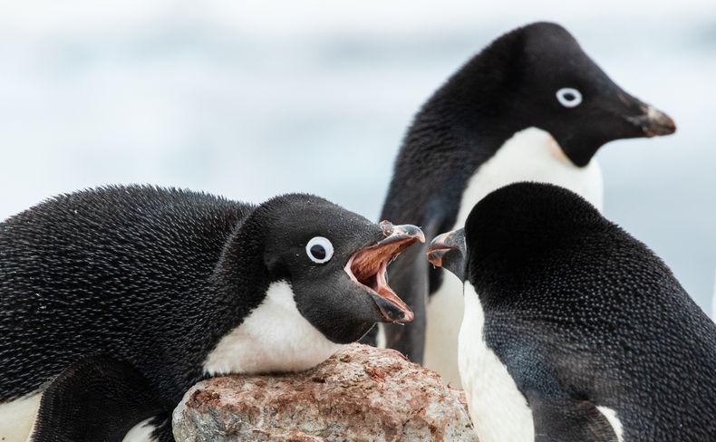 Científicos investigan la muerte de miles de pingüinos antárticos