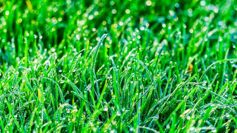 Regarlo la cantidad justa y en ciertos horarios es clave para mantener el pasto en condiciones.