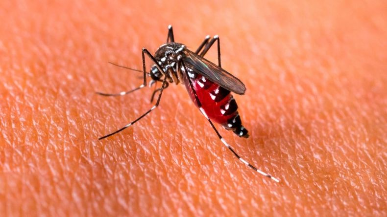 La variante asíatica del mosquito Aedes aegypti ya circula en el país.&nbsp;