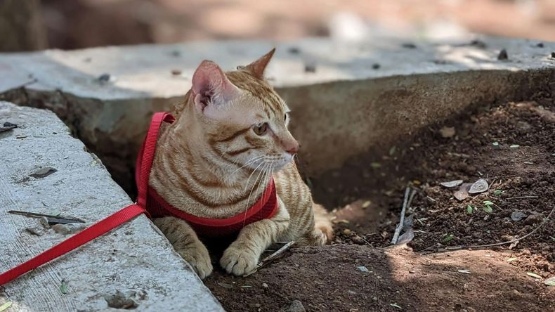 Expertos en comportamiento animal analizaron este fenómeno desde diferentes perspectivas, generando un debate sobre los pros y contras de pasear a los gatos con correa