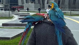 El hombre acudió a los tribunales con sus loros.