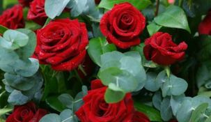 Este es el mejor truco para hacer en invierno si tenés un rosal y querés que se luzca en primavera. Este es el mejor truco para hacer en invierno si tenés un rosal y querés que se luzca en primavera.