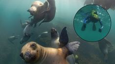 En Chubut se puede hacer snorkeling y nadar con lobos marinos.&nbsp;