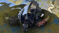 El ejemplar apareció esta tarde en una playa de la ciudad balnearia. El ejemplar apareció esta tarde en una playa de la ciudad balnearia.