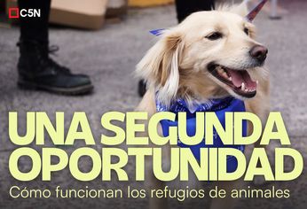 El rol de los hogares de tránsito es fundamental, junto a las castraciones y la concientización para adoptar.