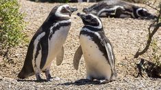 El productor desmontó más de 2.000 metros cuadrados de flora y fauna. El productor desmontó más de 2.000 metros cuadrados de flora y fauna.