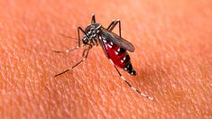 La variante asíatica del mosquito Aedes aegypti ya circula en el país. La variante asíatica del mosquito Aedes aegypti ya circula en el país.