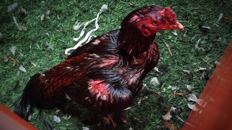 Rescataron a 111 gallos de riña en un boliche de Brandsen.&nbsp;