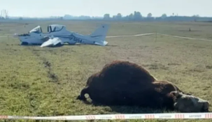 El animal terminó muerto por el impacto de la aeronave a metros de la pista del Aeroclub. El animal terminó muerto por el impacto de la aeronave a metros de la pista del Aeroclub.