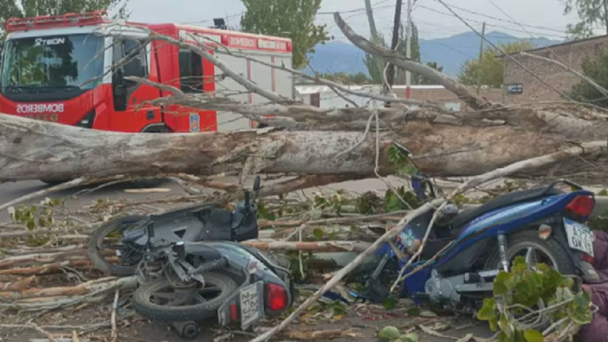 Tragedia en Mendoza: un motociclista murió aplastado por la caída de un árbol