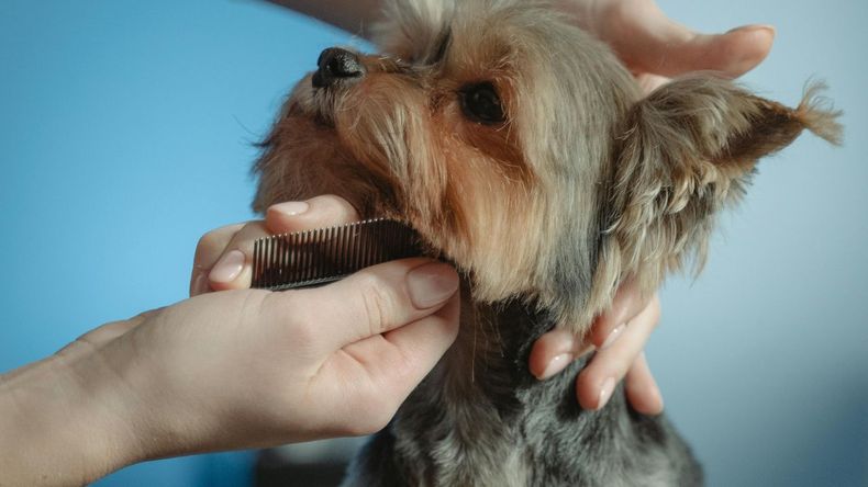 Estas prácticas, además de fortalecer el vínculo con tu perro, permiten detectar a tiempo cualquier signo de irritación o molestia, asegurando su bienestar a largo plazo.  