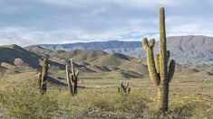 Parque Nacional Los Cardones, en Salta. Parque Nacional Los Cardones, en Salta.