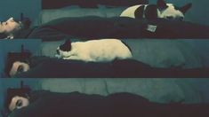 El divertido video de Pedro Alfonso con su perra: A donde vaya El divertido video de Pedro Alfonso con su perra: A donde vaya