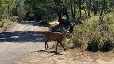 Tras 30 años de ausencia apareció un huemul en Neuquén. Tras 30 años de ausencia apareció un huemul en Neuquén.