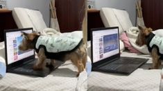 Una perrita se vuelve viral en TikTok porque aprendió a usar la computadora y es fan de PAW Patrol. Una perrita se vuelve viral en TikTok porque aprendió a usar la computadora y es fan de PAW Patrol.