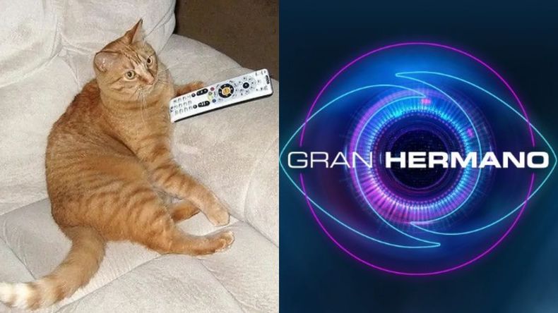 Gran Hermano vuelve y los fans crearon muchos memes. Gran Hermano vuelve y los fans crearon muchos memes.