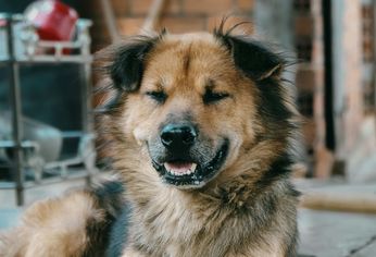 Las Mascotas también pueden tener alergias&nbsp;