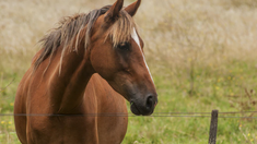 Por primera vez en dos décadas: se detectó un caso humano de Encefalitis Equina del Oeste en Santa Fe