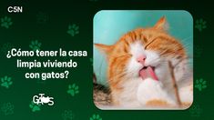 Tips simples para mantener la casa limpia y ordenada.