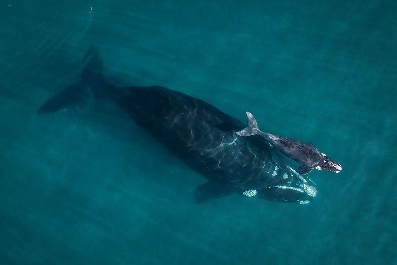 Encontraron más de 70 ballenas muertas en Chubut.