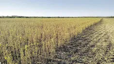 La sequía impactó de manera negativa en los rubros relacionados a la actividad agropecuaria.