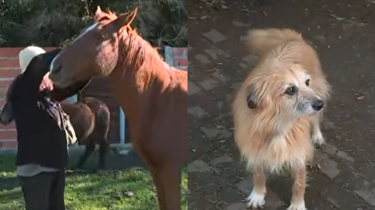 Refugio solidario en Francisco Álvarez: recatan perros, gatos, caballos y cabras para brindarles una mejor calidad de vida