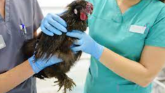 El virus de la gripe aviar es altamente contagioso entre los animales y podría trasladarse de persona a parsona. El virus de la gripe aviar es altamente contagioso entre los animales y podría trasladarse de persona a parsona.