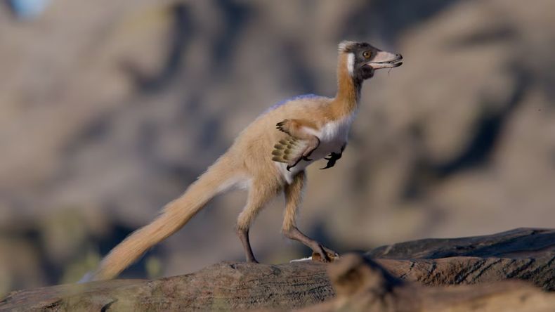 Alna es el dinosaurio más pequeño encontrado hasta el momento en Sudamérica.
