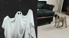 El video reune más de 83.000 likes. El video reune más de 83.000 likes.