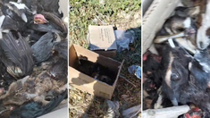 La mayoría eran cabezas de cabras y gallinas. La mayoría eran cabezas de cabras y gallinas.