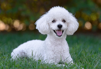 C5N | Caniche perro animal can