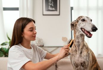 Al igual que en los seres humanos, el organismo de los perros responde a las variaciones del clima.
