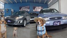 Mendoza: Una agencia publica fotos de autos junto a perros para fomentar la adopción Mendoza: Una agencia publica fotos de autos junto a perros para fomentar la adopción