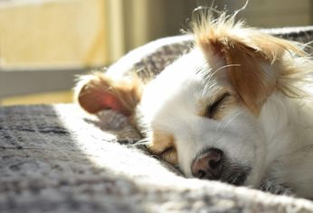 Cada vez son más las personas que duermen con sus perros, pero veterinarios y estudios científicos analizan cómo esta práctica influye en el descanso. &nbsp;