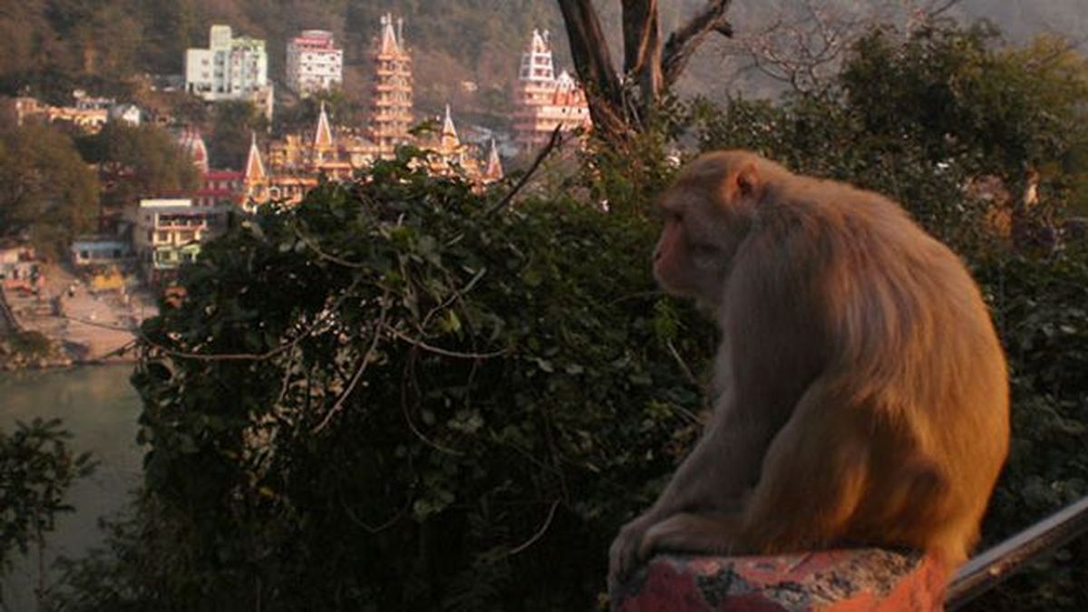 La nueva y exótica vida de Daisy May Queen en la India