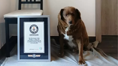 Bobi, el perro más viejo del mundo, cumplió 31 años y rompió el record Guinness Bobi, el perro más viejo del mundo, cumplió 31 años y rompió el record Guinness
