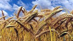 Alberto Fernández dijo que defenderá la mesa de los argentinos y creará el fondo de estabilización para frenar la suba de precios del trigo. Alberto Fernández dijo que defenderá la mesa de los argentinos y creará el fondo de estabilización para frenar la suba de precios del trigo.