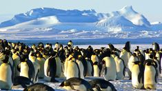 Los pingüinos emperador están amenazados por el cambio climático. Los pingüinos emperador están amenazados por el cambio climático.