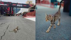 Ferrari, Mercedes y Red Bull también se mostraron felices por la presencia del gato. Ferrari, Mercedes y Red Bull también se mostraron felices por la presencia del gato.