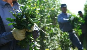 Productores de yerba paran en pedido de un aumento del precio del kilo.&nbsp;