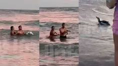 Una pareja sacó a un pingüino del mar para tomarse fotos. Una pareja sacó a un pingüino del mar para tomarse fotos.