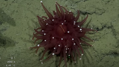 Las imágenes de la fauna submarina de Mar del Plata se hicieron virales en redes sociales. Las imágenes de la fauna submarina de Mar del Plata se hicieron virales en redes sociales.