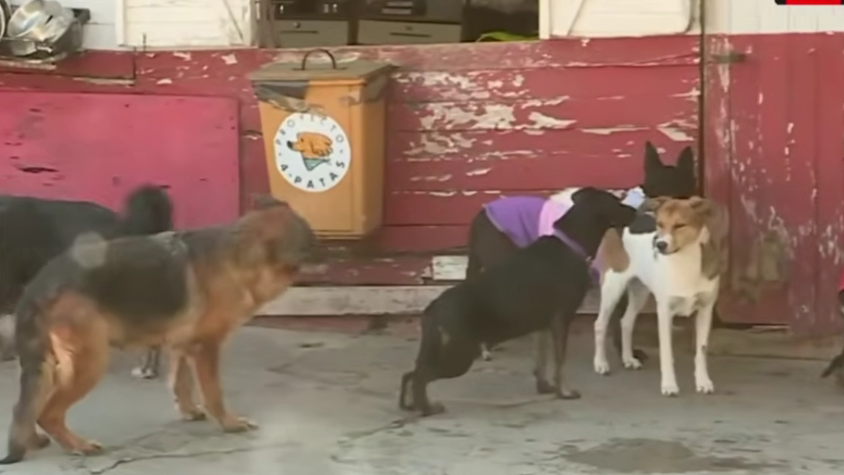 La emotiva misión de un refugio que promueve la adopción de animales