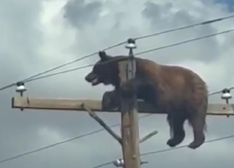 Un oso negro murió electrocutado tras trepar a un poste de alta tensión