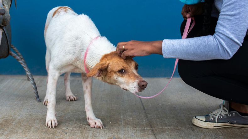 En este día, organizaciones protectoras de animales y activistas invitan a la comunidad a reflexionar sobre el cuidado responsable y la empatía hacia todos los seres vivos. 