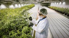 photoDiputados: el Frente de Todos busca avanzar con la ley industrial de cannabis. photoDiputados: el Frente de Todos busca avanzar con la ley industrial de cannabis.