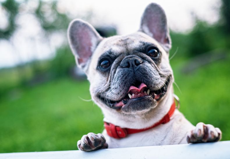 Las mascotas tendrán DNI